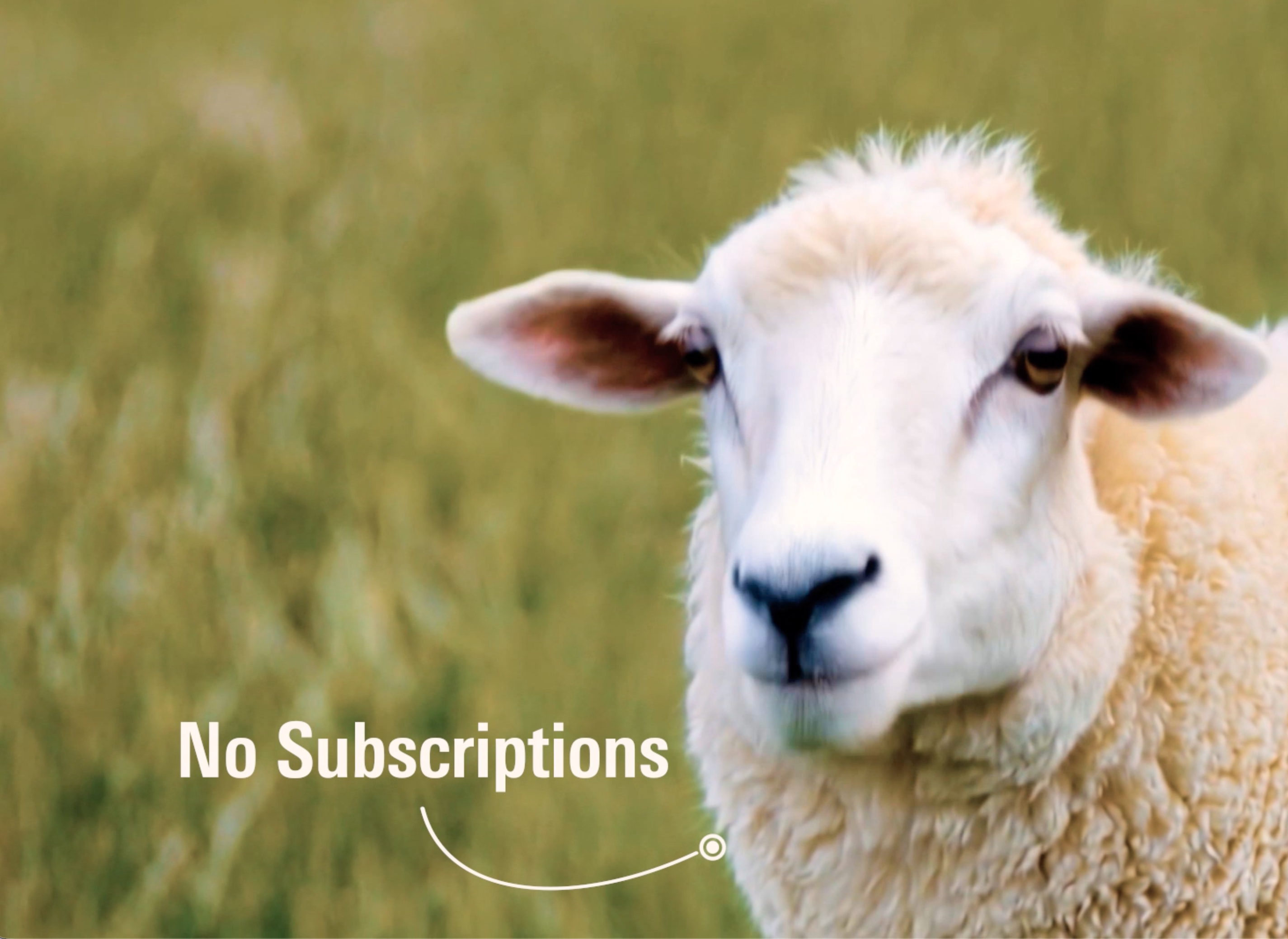 Sheep in a grassy field with the text “No Subscriptions”
