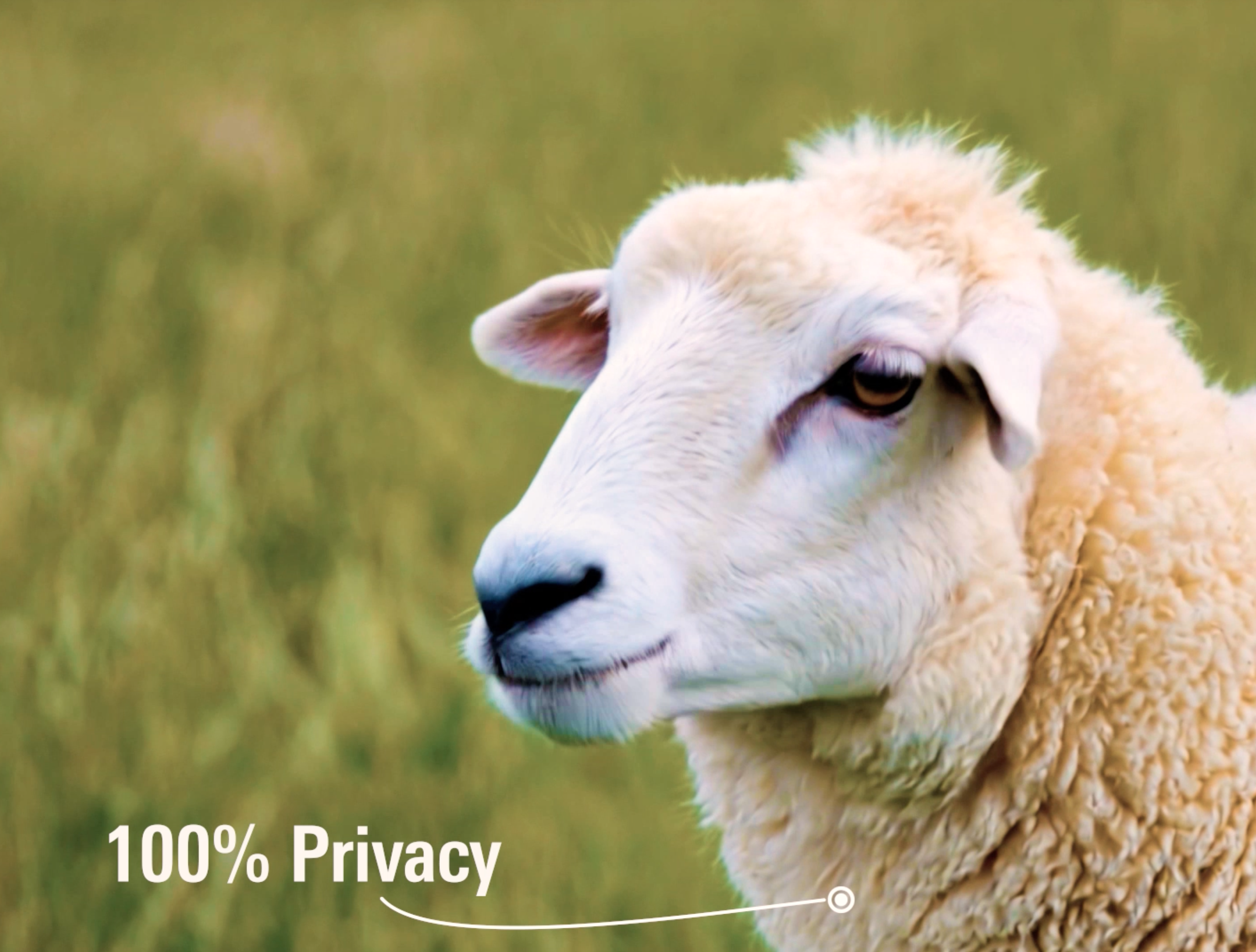 Sheep in a grassy field with “100% Privacy” text