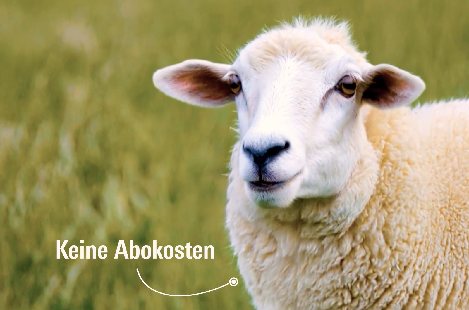 Weißes Schaf auf einer Wiese, Text „Keine Abokosten“