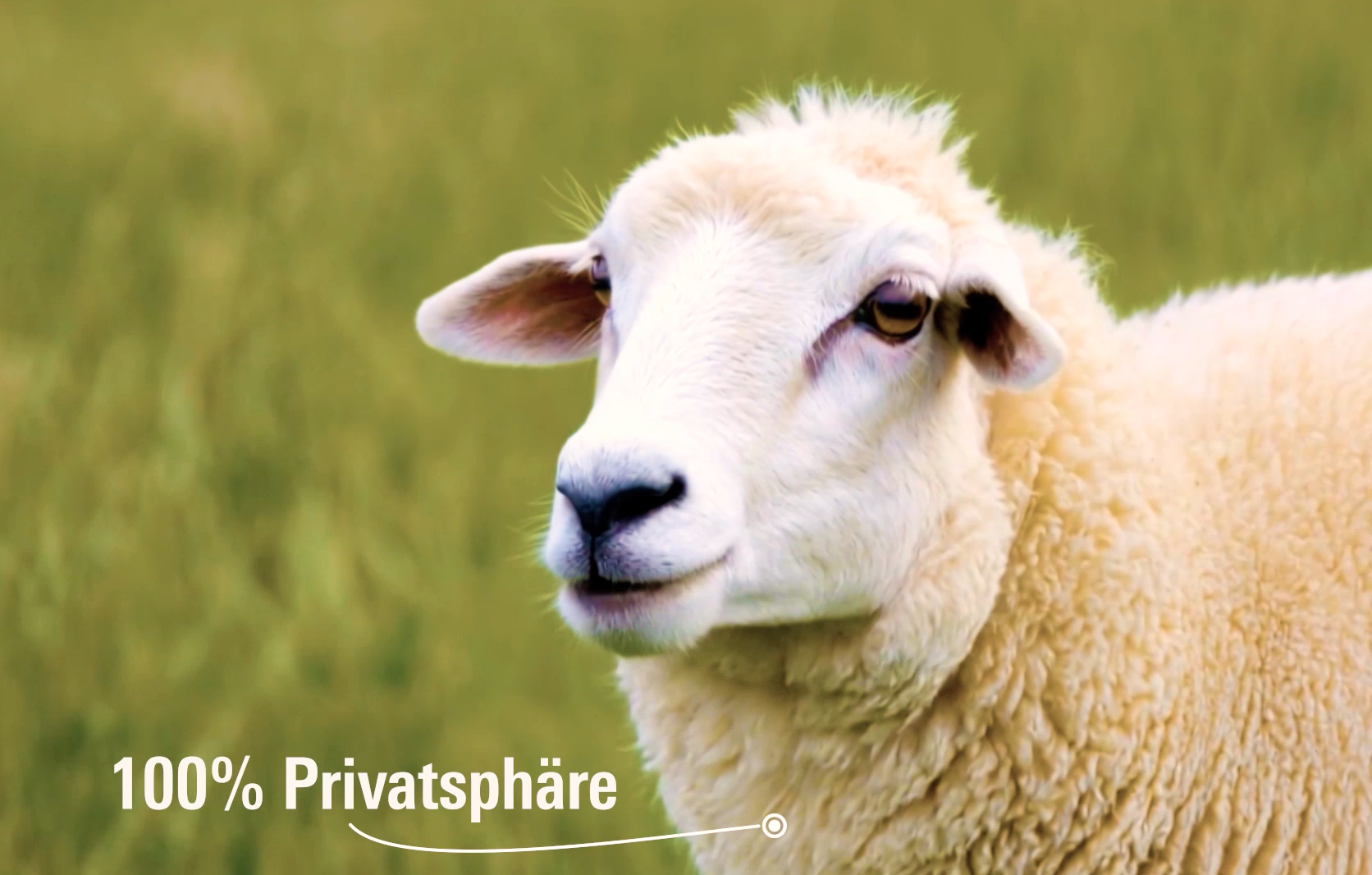 Schaf auf grüner Wiese, Text „100% Privatsphäre“
